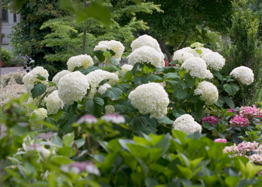 Wald-Hortensie